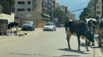 الأبقار الشاردة تثير الفوضى في شوارع طرابلس