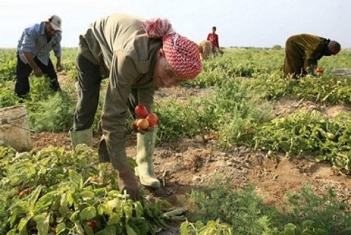 كيفية دفع رسوم تجديد إقامة عامل زراعي