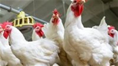 أسعار الفراخ والبيض والبانيه اليوم الثلاثاء 17 يونيو في الأسواق - الخليج الان