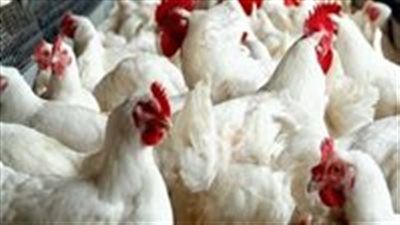 أسعار الفراخ البيضاء والبلدي اليوم الأربعاء 18 يونيو في الأسواق والبورصة - الخليج الان