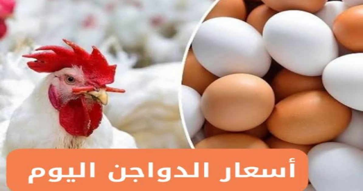 خزني بسرعة قبل ما يغلي يا حجة.. سعر الفراخ البيضاء اليوم الجمعة 25 يوليو بعد هبوط كبير في السعر 