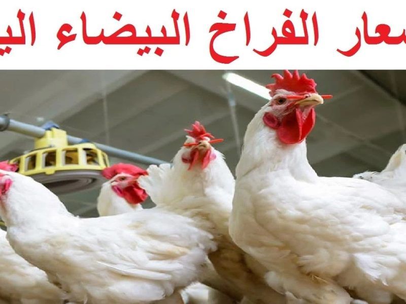 بكام الكيلو بأول الشهر.. سعر الفراخ البيضاء اليوم في بورصة الدواجن السبت 2 أغسطس 2025