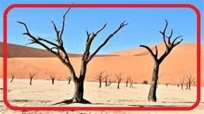 التصحر في الوطن العربي |الكارثة الصامتة - الخليج الان