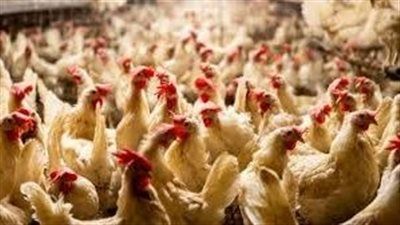60 جنيه سعر الفراخ البيضاء اليوم الخميس 7-8-2025 - الخليج الان