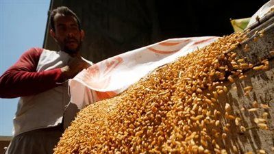 الغذاء الأساسي لسكان الأرض.. أكبر الدول للقمح حول العالم - الخليج الان