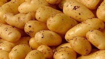 مصر تتجه بقوة نحو مركز عالمي لإنتاج وتصدير تقاوي البطاطس - الخليج الان