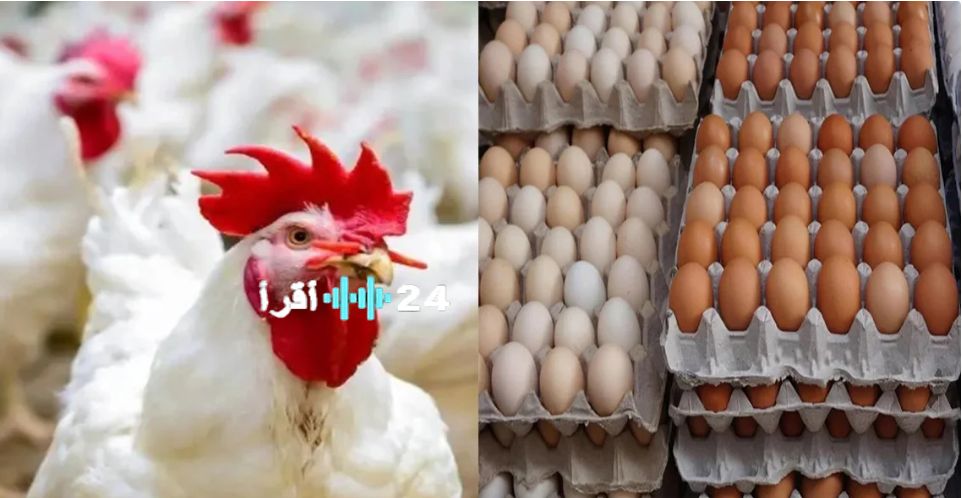 «بعد استقرار دام طويلاً» أسعار الدواجن تتأرجح في أسواق كفر الشيخ الخميس