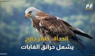 الحدأة.. طائر جارح ومتسبّب رئيس في إشعال الحرائق بالغابات