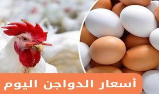 «اشتري وحزنى يا ست الكل » أسعار الفراخ البيضاء اليوم الأربعاء 30 يوليو 2025 في الأسواق المصرية والمزرعة 