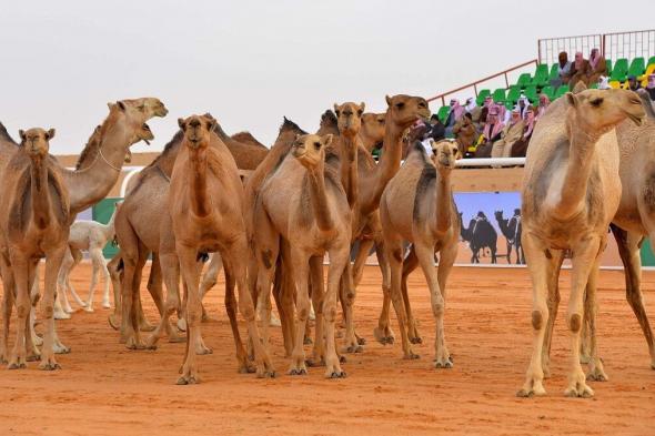 السعودية.. أبناء عايض بن دغيثر و"ابن لبدان" يعتزلون مهرجان الملك عبدالعزيز للإبل