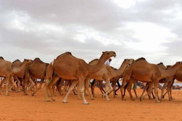 منح ملاك الإبل والمواشي غير السعوديين مهلة جديدة للعودة إلى دولهم تنتهي في هذا الموعد!