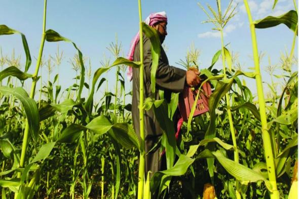 بسعر مفاجأة!..."الأمن الغذائي" سيتم البدء في استلام القمح المحلي خلال هذا الوقت - موقع الخليج الان