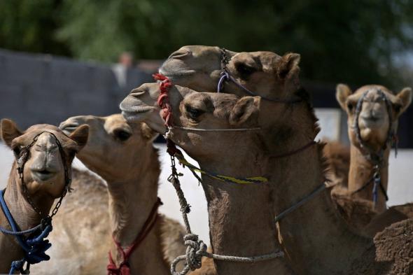 "مسيرة للإبل" في باريس تثير جدلا واسعا