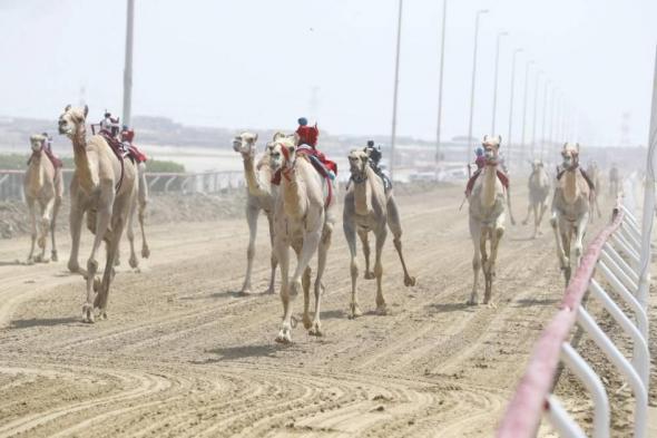 هجن الرئاسة تسيطر على رموز اللقايا