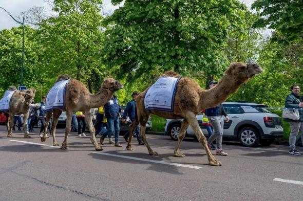 إبل عربية تجوب شوارع باريس في مشهد فريد (فيديو وصور)