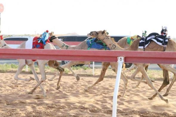 منافسات جديدة لسن الفطامين بميدان الذيد لسباقات الهجن