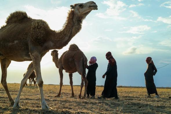 "ناقة من سلالة فريدة" لمن يحرز هدف الفوز في نهائي كأس أمير قطر‎