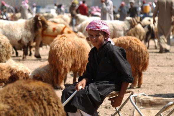 التجار يفاجئون السوريين.. خروف الأضحية بسعر "خيالي"