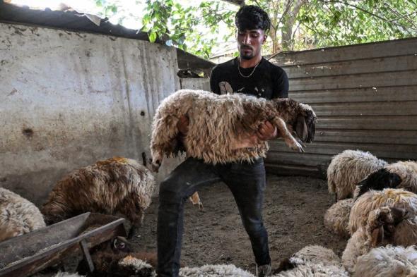 عيد الأضحى.. "زائر حزين" في بلدان عربية