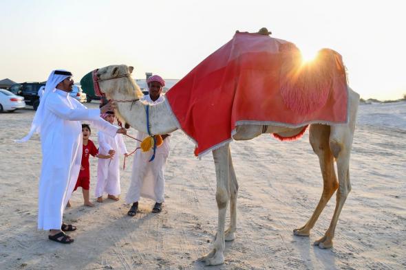 لقاء مؤثر يجمع قطيع إبل بمالكه يخطف الأنظار في السعودية (فيديو)