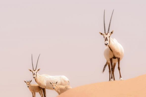 السعودية.. ولادة أول مها عربي مهدد بالانقراض