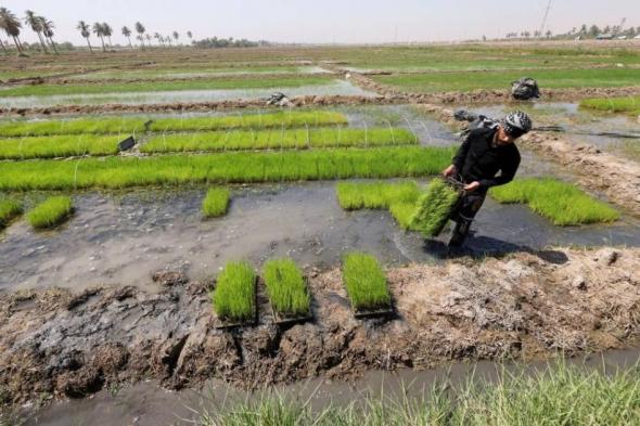 بعد حظر لعامين.. العراق يستأنف زراعة الأرز بسلالة جديدة