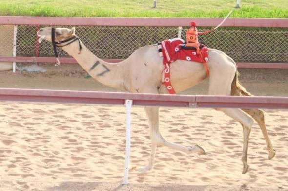 منافسات قوية لسنّ الحقايق في شارة طحنون بن محمد بميدان الذيد