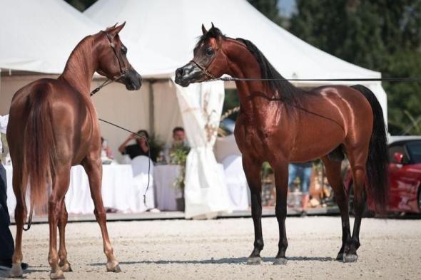 برعاية منصور بن زايد.. إقامة البطولة التاسعة لكأس الإمارات العالمي للخيل