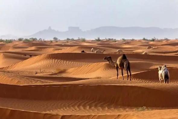 الكويكبي وش يرجع؟! نسب الكويكبي وديرتهم - موقع الخليج الان