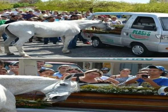 حصان حضر جنازة صاحبه الذي توفى بحادث مروري